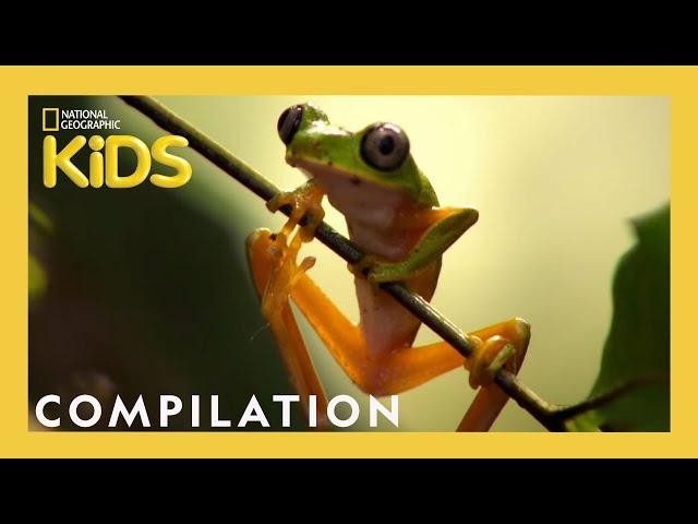 THE FREAKIEST CREATURES! | Frog, Bear, Jellyfish AND MORE! | Nat Geo Kids Compilation | @natgeokids