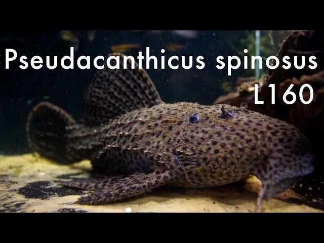 Pseudacanthicus spinosus L160 - Rio Tocantins