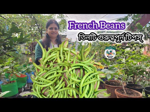 ছাদ বাগান থেকে অনেকটা বিনস্ তোলা হলো।। French Beans harvesting।। Greeny Pots।।