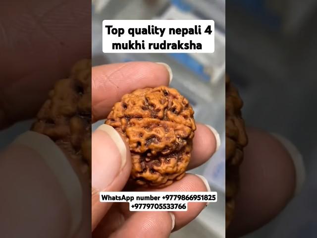 Top quality nepali 4 mukhi rudraksha collector piece #youtubeshorts #shorts #rudraksha