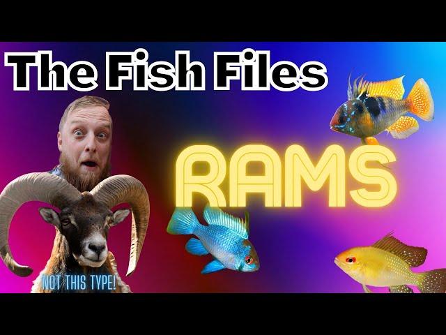 The Fish Files: Rams