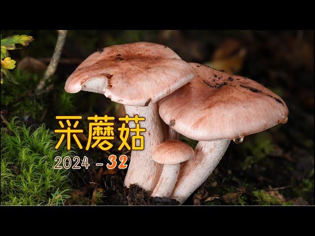 采蘑菇2024 32. 在香格里拉采蘑菇，牛肝菌爆篮啦！