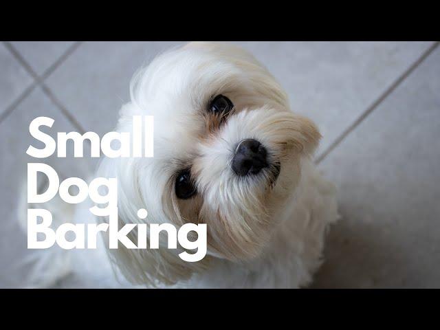 Small Dog Barking Sound Effect | 10 Hours