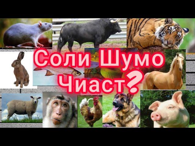 Соли Шумо Чист?