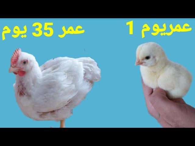 مراحل نمو الكتكوت بالفيديو في 35يوم Stages of chick growth in video