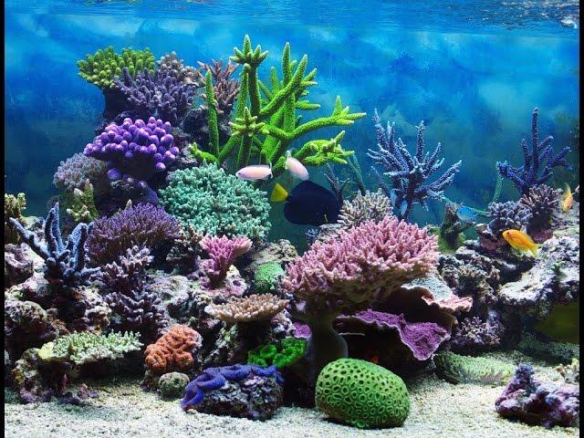 Introduction to Coral Reefs
