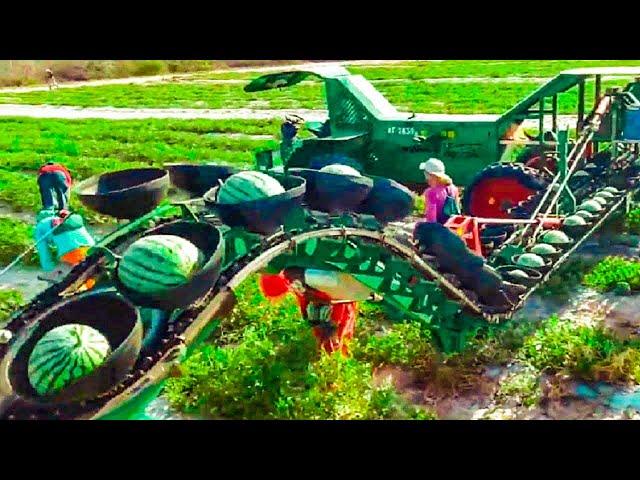 Agricultural Harvest 2021, Quirky Agricultural Harvest Machines, Harvest Pumpkins, Watermelon