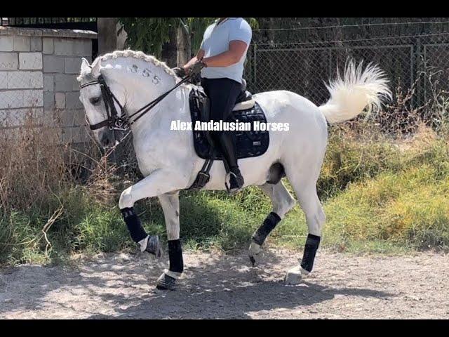 Lusitano GP Level / TOP schoolmaster