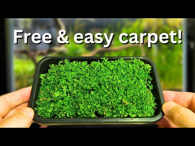 Free carpeting plants? How to propagate your aquarium carpet step by step!