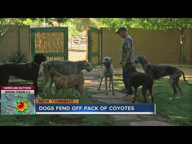 Man and dogs honored for fighting off coyotes