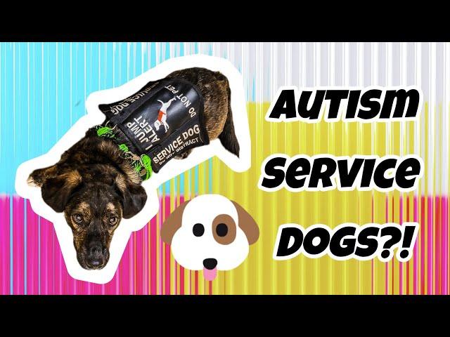 Unbelievable ways Autism Assistance Dogs assist me