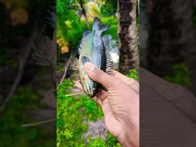 മുളക് വെച്ചു മീൻ പിടിച്ച കഥ  | #shorts #fishing #experiment #aadhilreactionzz #malayalam #m4tech