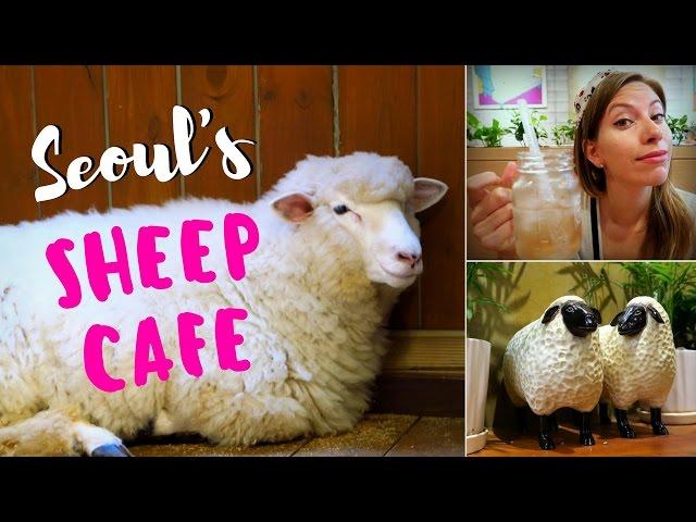 Sheep Cafe in Seoul, Korea: Visiting Thanks Nature Cafe (땡스네이쳐카페) in Hongdae (홍대)