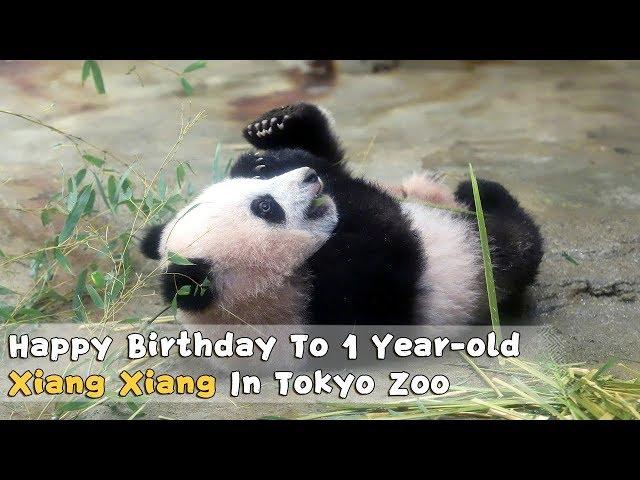 Happy Birthday To 1 Year-old Xiang Xiang In Tokyo Zoo | iPanda