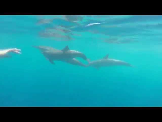 Snorkeling with Spinner Dolphins in Kona, Hawaii