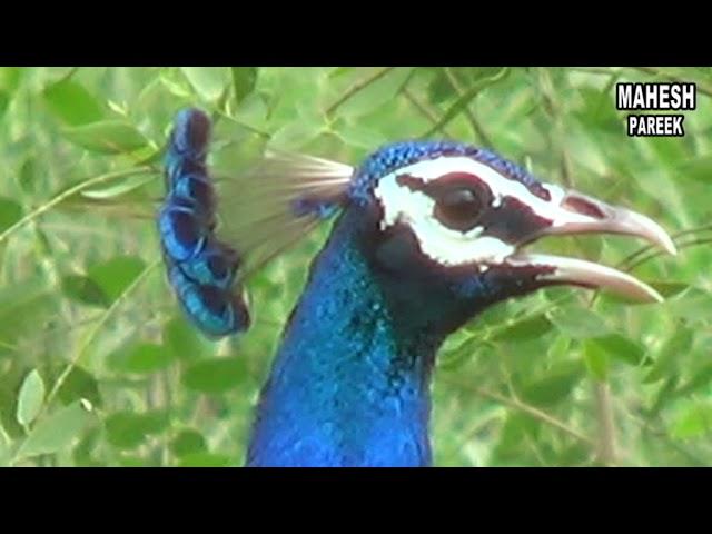 NATIONAL BIRDS PEACOCK राष्ट्रीय पक्षी मोर का सुन्दर नृत्य एक बार देखेंगे महेश कुमार पारीक