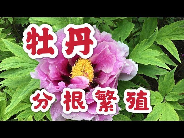 青石话牡丹芍药。牡丹的分根繁殖方法Dividing Tree Peonies