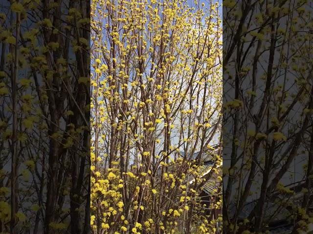 Japanese White-eye flying on Cornus officinalis !!