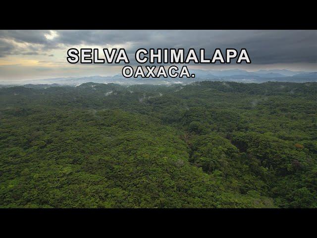 Oaxaca indomable || La Selva inexplorada de los Chimalapas