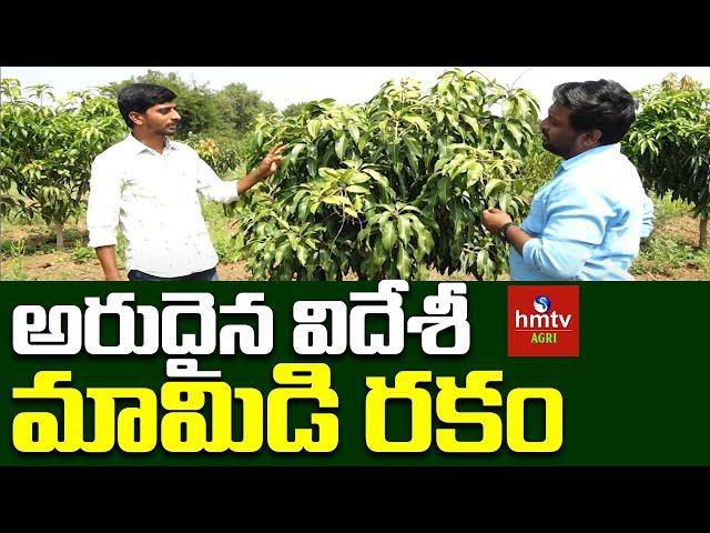 Rare Mango Tree: అరుదైన విదేశీ మామిడి రకం | hmtv Agri