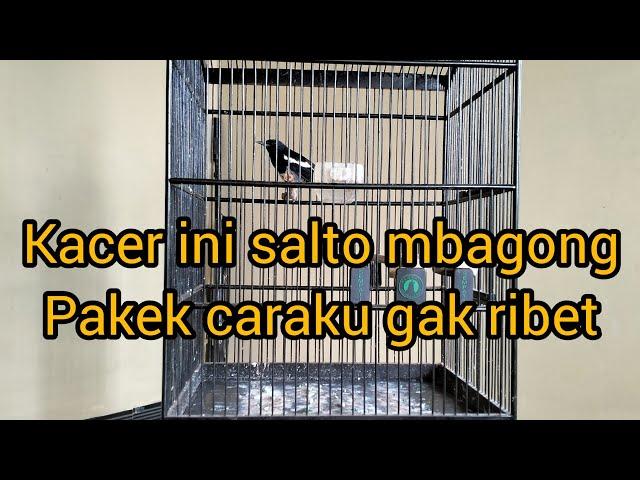 cara merawat Kacer salto plus mbagong