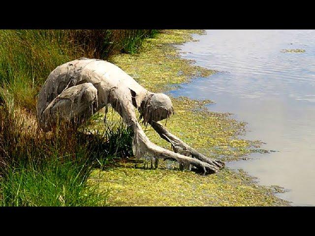 Criaturas Aterradoras Encontradas En El Pantano