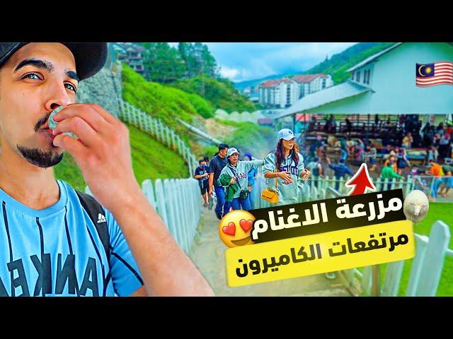 لماذا مرتفعات الكاميرون الوجه المفضله في ماليزيا؟  | Cameron Highlands 