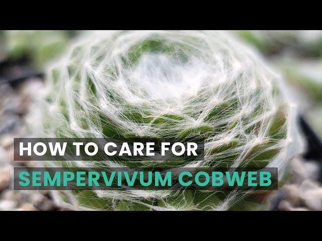 BEST TIPS | HOW TO CARE FOR SEMPERVIVUM COBWEB HENS AND CHICKS | SEMPERVIVUM ARACHNOIDEUM