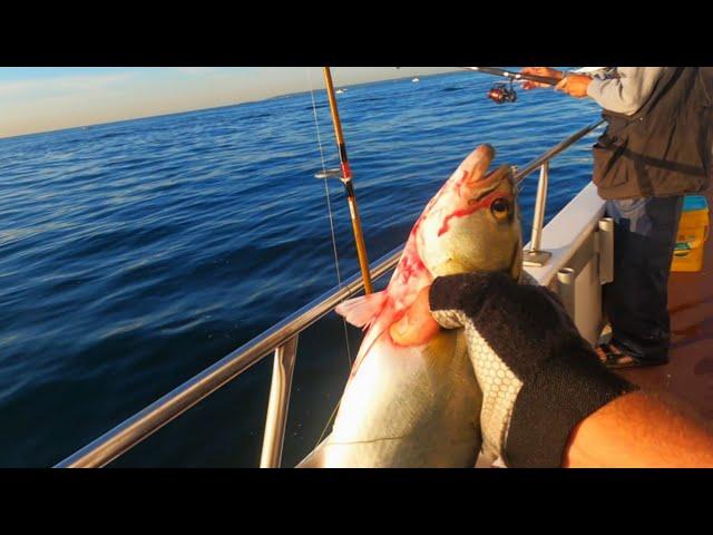 Charter boat fishing . bluefish. blitz  #nyc #charterboat #bluefish