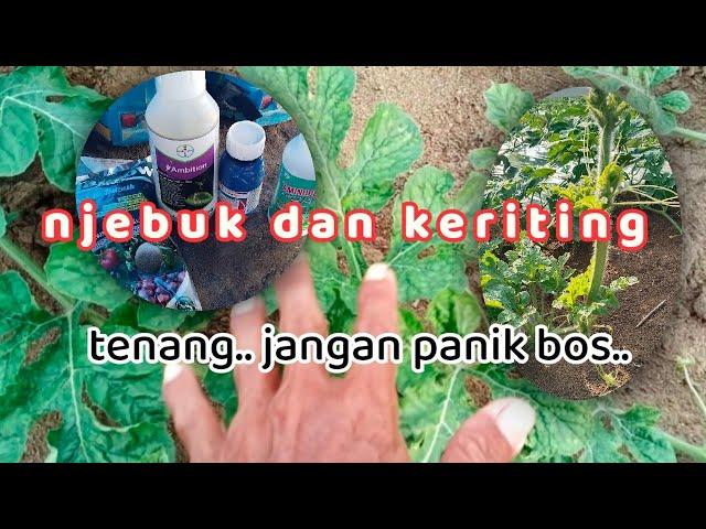 kegiatan tanam semangka part 9 mengatasi njebuk dan keriting pokok