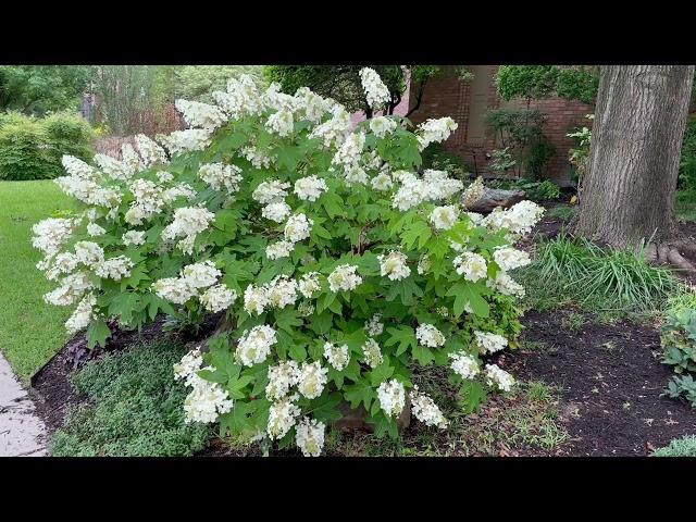 Best Plants Series - Oakleaf Hydrangea