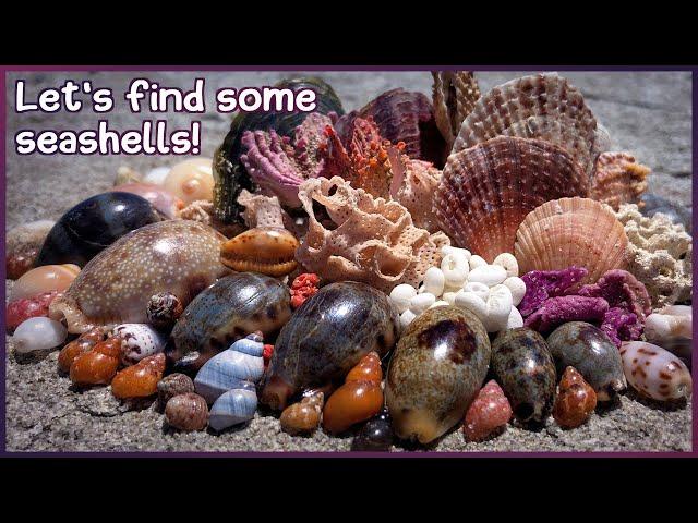 Early Morning Cowries and Microshells | Finding Shells at Low Tide #shelling #shells