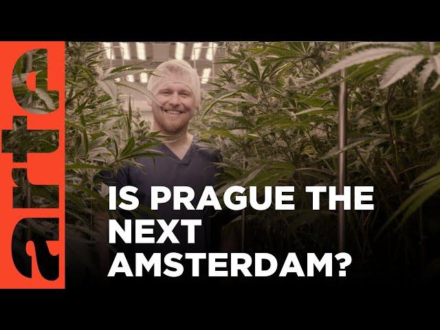 The Czech Cannabis Boom | ARTE.tv Documentary