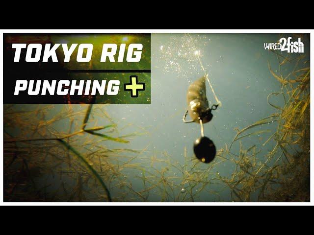 4 Ways a Tokyo Rig Outperforms a Punch Rig for Bass