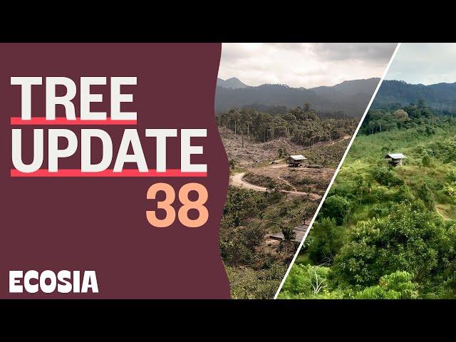 This is what happened to forest 2 years after in Indonesia | Tree Update 38