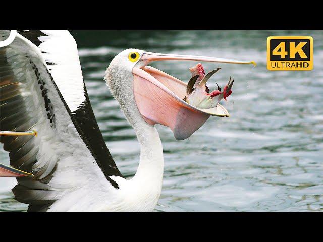 Australian Pelican: One Of The Largest Flying Birds In The World | 4K Animal Documentary