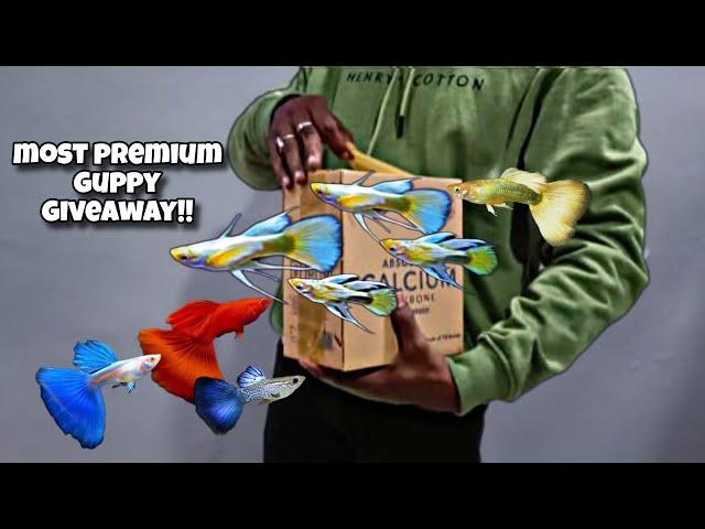 Unboxing my most premium Guppies | Giveaway alert