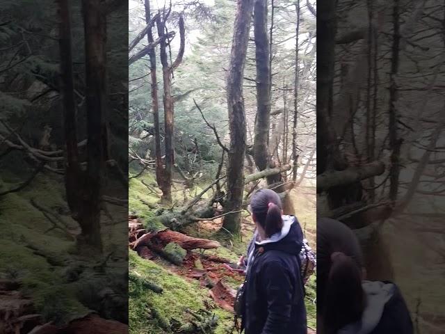 Wild man destroying trees  #shorts