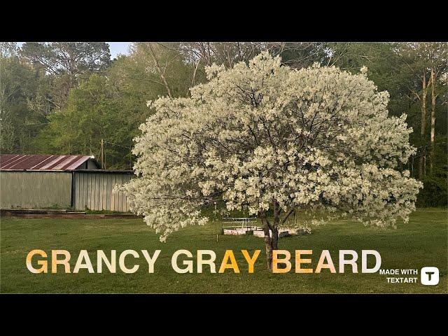Grancy Gray Beard - Fringe Tree