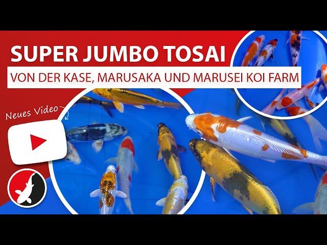 Super Jumbo Tosai von der Kase, Marusaka und Marusei Koi Farm!