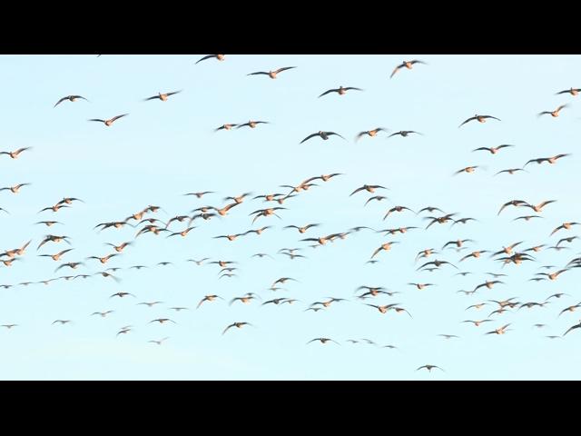 2012 Kansas Goose Hunt - Season 4 e7