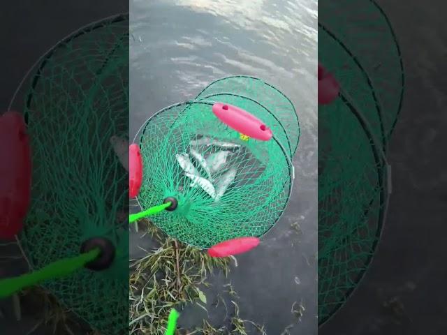 АСТРАХАНСКИЙ УЛОВ -ВОБЛА ,ЛЕЩ... #fishing #рыбалка #астраханскаярыбалка #вобла #лещ #вяленаярыба