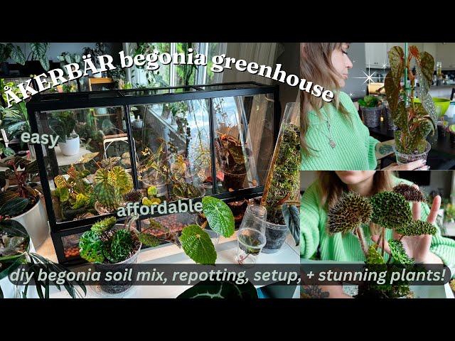  ikea akerbar diy begonia greenhouse  setup, repotting terrarium begonia, + more!