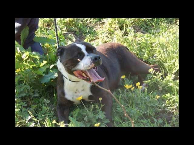 Tyson Needs a Home - Ainmhithe Animal Rescue
