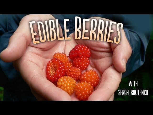 Wild Edibles with Sergei Boutenko | 14+ Berries Foraged in the Pacific Northwest 