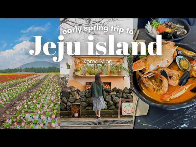 3 day Trip to Jeju Island Without a Car| Flower fields, aesthetic cafes, what I ate| Korea VLOG