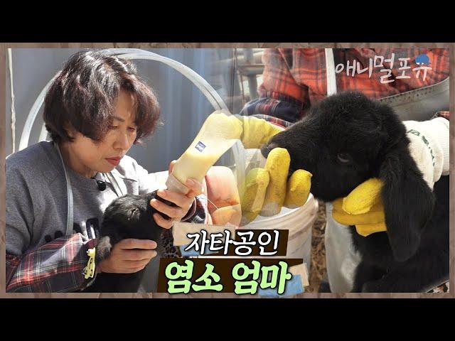 염소들이 졸졸~ 따라다닌다?! 자타공인 염소 엄마 옥순 씨  | 옥순 씨 일복 터졌네 | KBS 인간극장 2020 방송