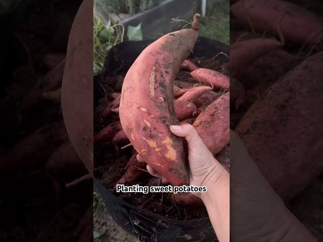 How To Grow TONS of Sweet Potatoes in a Small Space #sweetpotato #organicgardening