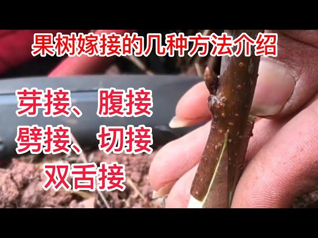 果樹嫁接的幾種方法介紹，趕緊收藏起來，嫁接新手值得學習學習   Several methods of fruit tree grafting are introduced,  collect them