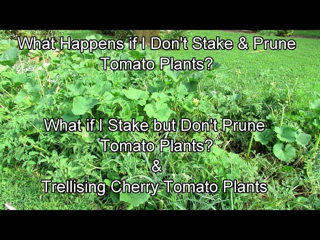 What Happens If I Don't Stake & Prune Tomato Plants, Do I Have to Stake & Prune, Trellising Tomatoes